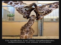 S��e Giraffen-Familie