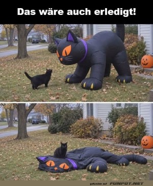 Der-epische-Showdown-der-Halloween-Katzen.jpg auf www.funpot.net