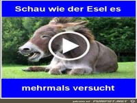 Der Esel