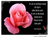Wer um alle Rosen