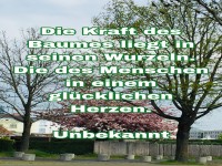 die kraft des Baumes