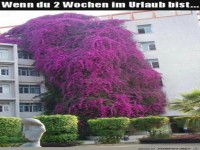Die Pflanzen w�hrend des Urlaubs