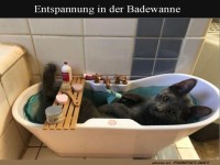 Katze in Spa: Ein echtes Miau-genuss-Erlebnis!