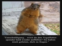 Nachbarschaftssprecher Eichh�rnchen im Einsatz