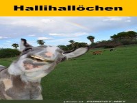 Hallihall�chen