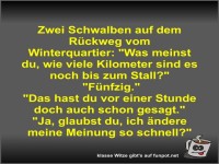 Zwei Schwalben auf dem R�ckweg vom Winterquartier
