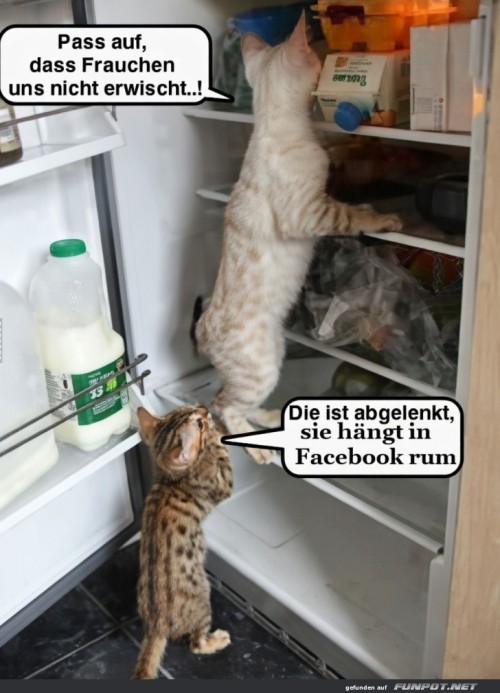 Kühlschrank-Abenteuer:-Katzen-im-Überfallmodus!.jpg auf www.funpot.net