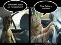 Tierischer Fahrdienst: Katze als Chauffeur