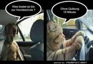 fun-Bild: Tierischer Fahrdienst: Katze als Chauffeur