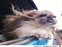 Ich hab die Haare sch�n