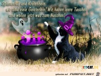 Zauberkatze