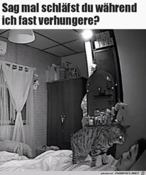 Ich-verhungere-fast.jpg auf www.funpot.net