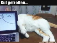 Katze hinterm Laptop