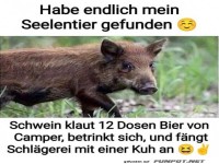 Wildschwein mit einem au�ergew�hnlichen Lebensstil