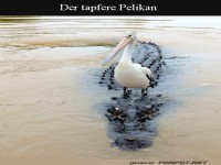 Pelikan und Krokodil im Fluss