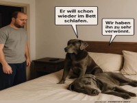 Wer darf aufs Hunde-Knigsbett?