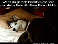 Wenn Hunde die besseren Bettgenossen sind