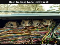 Kabelchaos und die neugierigen Nager