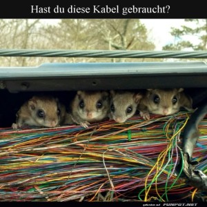 Kabelchaos-und-die-neugierigen-Nager.jpg von Schwesterchen
