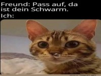 Katzen-Schwarm-Alarm!