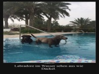 Lustige Labradore im Pool