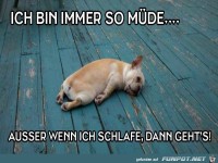 Ich bin immer so muede