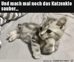 Mach-das-Katzenklo-sauber.jpg auf www.funpot.net