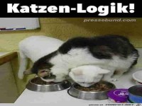 Katzen am Fre�napf