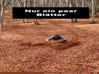 Nur ein paar Bl�tter