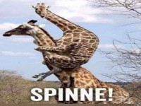 �ngstliche Spinne