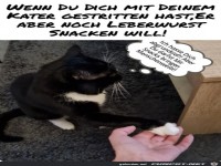 Katze ist sauer
