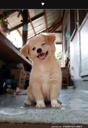 Zwinkernder-Welpe-.jpg auf www.funpot.net