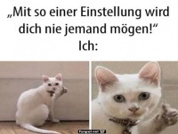 Witziges Katzen-Meme: Einstellung und Sympathie
