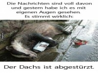 Der Dachs mit eigenem Augen gesehen