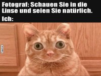 Katzenfoto-Meme: Nat�rlichkeit im Fokus