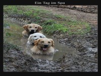 Matsch-Spa f�r Hunde: Wellness pur!
