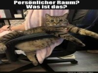 Chefkatze: Anspruch auf den B�rostuhl!