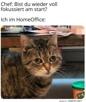 Katzenblick-statt-Arbeitskick.jpg auf www.funpot.net