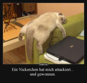fun-Bild: Sofa Siege: Katzenedition