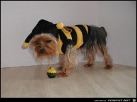 i bin gstraft mit meinem Herrchen