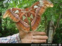 Atlas Spinner Nachtfalter