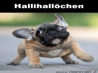 Hall�chen