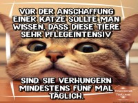 das sollte man vor der Anschaffung einer Katze wissen