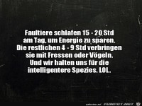 Die Faultiere machen es richtig