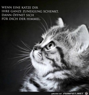 Zuneigung-der-Katze.jpg auf www.funpot.net