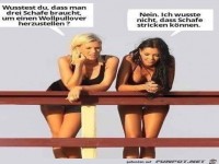 Drei Schafe