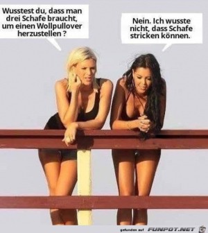 Drei-Schafe.jpg auf www.funpot.net