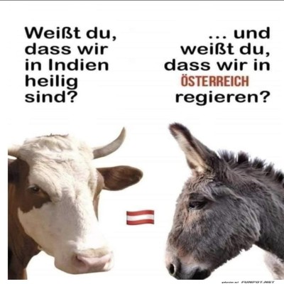 kuh-esel.jpg von Fabioma