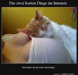 fun-Bild: Katze und Humor im Internet