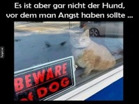 Achtung: Nicht der Hund ist das Problem